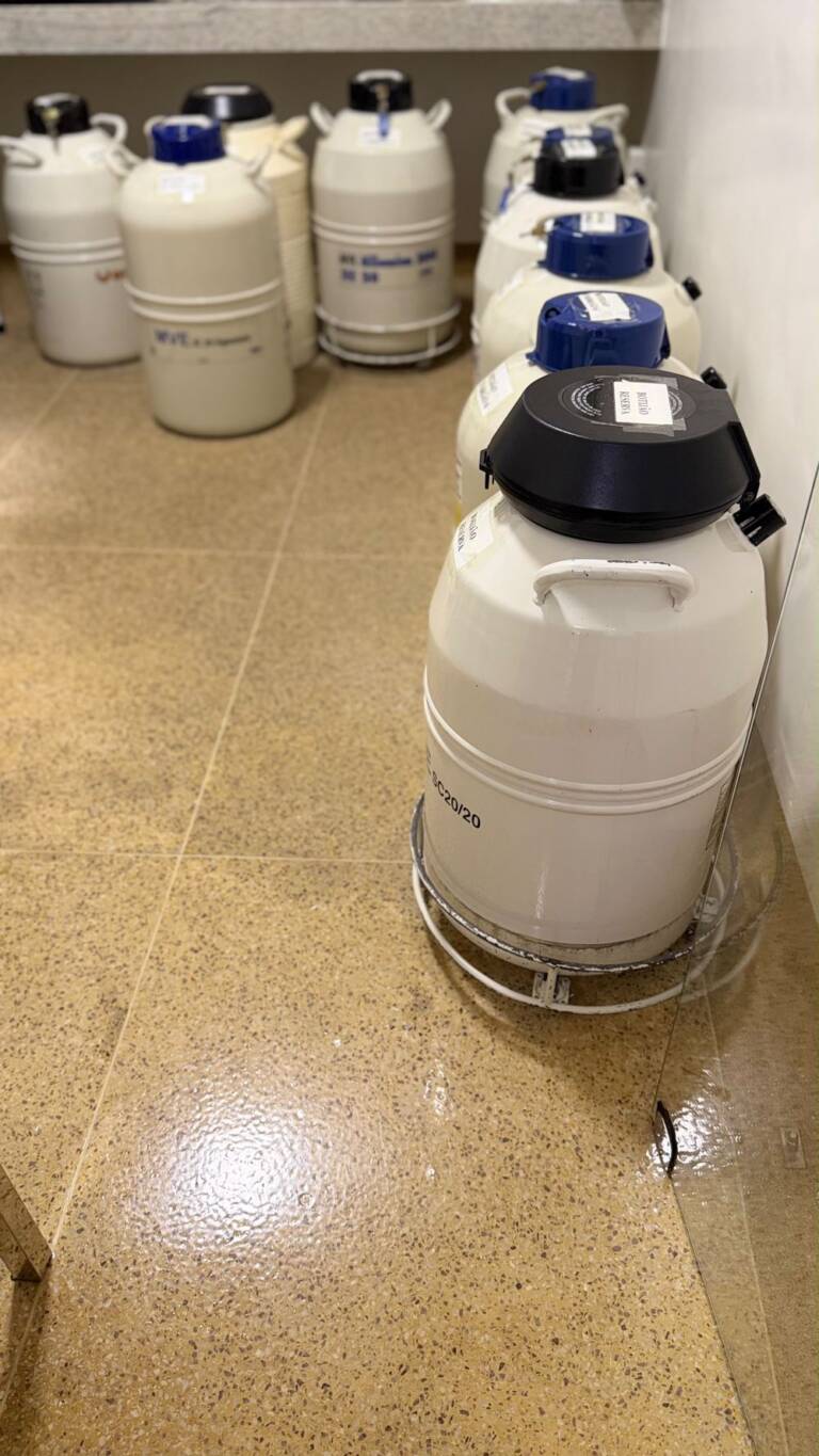 Botijões de nitrogênio líquido (criotanques) do laboratório da Fértil, onde óvulos e embriões vitrificados são armazenados