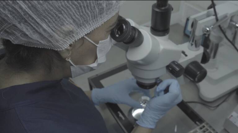batch IVF: Embriologista de touca e máscara observando amostra no estereomicroscópio no laboratório da Fértil