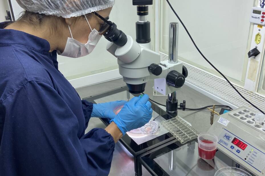 diferença entre fiv e ICSI: Embriologista manipulando placa de cultivo sob estereomicroscópio no laboratório da Fértil