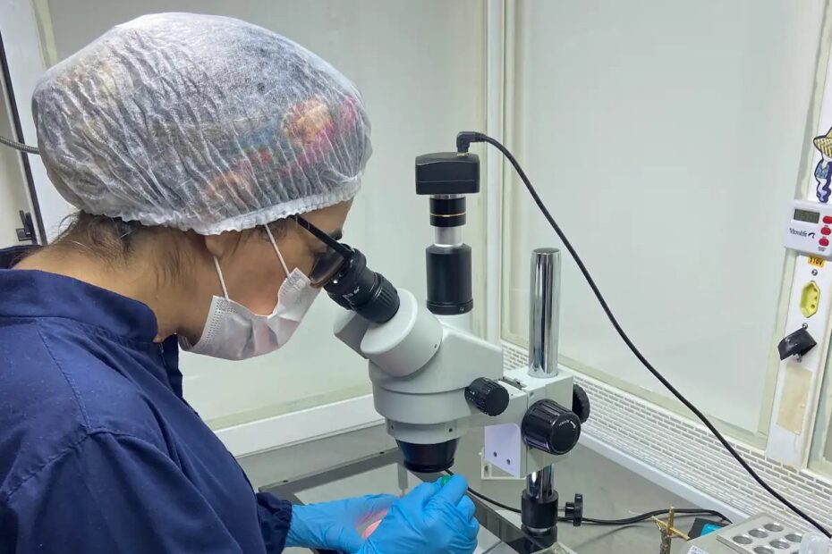 Embriologista da Fértil Reprodução Humana analisando embriões ao estereomicroscópio no laboratório de FIV